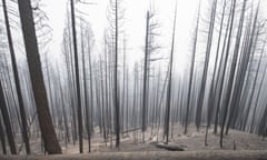 The charred forest outside Greenville, California. The Dixie Fire has burned over a half million acres.