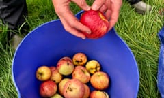 Little Pomona orchard in Herefordshire