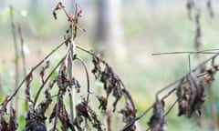 Symptoms of ash dieback on a young ash coppice in Norfolk