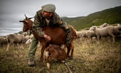 A man helping a kid suckle on a female goat