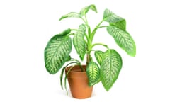 Dieffenbachia (Dumb Cane)