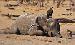 One of the 160 elephants that died in late 2023 in Zimbabwe’s Hwange National Park as drought hit the region.