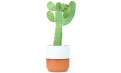 Roadkill cactus plant in a white pot