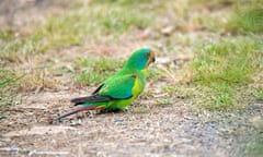 Swift parrot on the ground