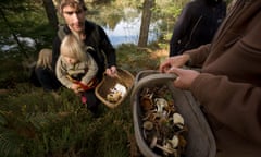 Mixed fungi in basket Fungi Identification workshop in the Gwydir Forest near Betws y Coed Conwy North Wales UK. Image shot 2009. Exact date unknown.<br>B8RF91 Mixed fungi in basket Fungi Identification workshop in the Gwydir Forest near Betws y Coed Conwy North Wales UK. Image shot 2009. Exact date unknown.