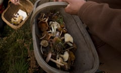 Mixed fungi in basket