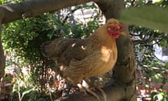 Honey, the hen in a tree