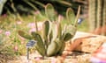 RHS Hyde Hall Cactus