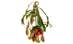 Nepenthe tropical carnivore plant on an white background;