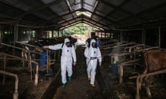 biosecurity officers spraying disinfectant on a cattle farm in Indonesia