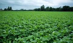 A soya bean field