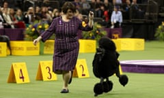 Siba the standard poodle won the breed’s fifth best in show title overall and first since 1991.