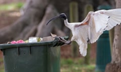 An Australian white ibis forages for food in a garbage bin in Mitchell St in the Sydney suburb of Arncliffe.