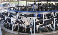 FutureDairy cows that are being milked by robots