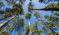 pine trees against a blue sky