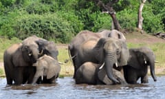 Elephants drink water in the Chobe National Park in Botswana