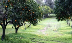 Orange trees