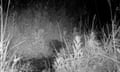 Kit eating grass caught on camera at night in a black and white image