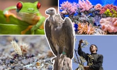 Composite of a frog rom Panama, a close-up of coral in the sea, a farmer hand-pollinating pear trees in China, ants and an Indian white-rumped vulture