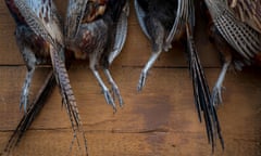 Pheasants hang from a board.