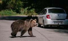 A bear crossing a road