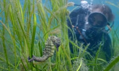 Seahorse survey being conducted by Neil Garrick-Maidment in diving gear.