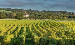 A view down grape vines