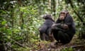 Two chimpanzees sitting in the forest