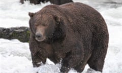 A very fat dark brown bear standing paw-deep in the rushing white waters of a stream.