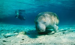 The habitat of the gentle sea cow has been damaged by coastal development.