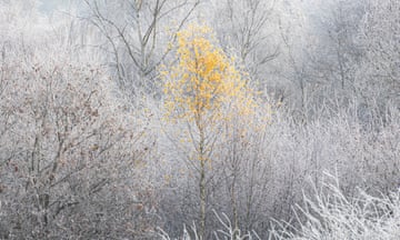 Nottinghamshire, UK ‘The forecast looked promising for fog and frost, so a visit to the RSPB Budby Forest South looked worthwhile. We arrived to find sunshine, a temperature of -4C and some beautiful frost. I spotted this lone tree holding on to its autumn colours, surrounded by the frost-covered trees.’