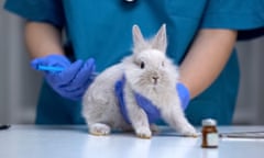 Nurse giving injection to a rabbit.