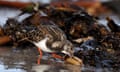 Turnstone (Arenaria interpres) single bird probing dead kelp stem for invertebrate prey at low tide on sandy beach, Northumberland, England.