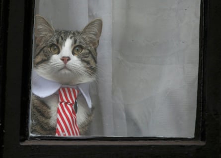 Julian Assange’s cat