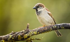 A house sparrows perched on a branch