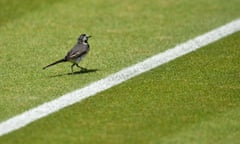 A pied-wagtail bird walks across the grass on Center Court at Wimbledon