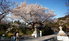 Cherry Blossoms along Testugaku-no-Michi (The Path of Philosophy) in Northern Higashiyama, Kyoto, Japan. By David Levene. 31/3/09