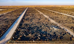 Kersey, Colorado - A cattle feedlot operated by Five Rivers Cattle. This feedlot has a capacity of 98,000 cattle. The company feeds nearly a million cKersey, Colorado - A cattle feedlot operated by Five Rivers Cattle. This feedlot has a capacity of 98,000 cattle. The company feeds nearly a million cattle at a dozen locations in the western United States, 7 November 2019