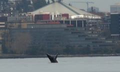 In this image taken from a video, a humpback whale breaches from the waters off Seattle on Thursday, Nov. 30, 2023. The whale has been spotted swimming in Elliott Bay for three days. Humpback whales visit the waters of the Seattle area as they migrate up and down the West Coast. (AP Photo/Manuel Valdes)