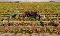 South Africa’s finest: an aerial view of workers harvesting cinsault grapes.