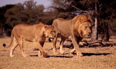 Xanda-This is cecil's son.We sighted him mating with one of the Ngamo Plains Lioness yesterday, July 2015.Looking closely you can see Cecil's features here.Cecil genes and legacy lives on in Hwange National Park lion population.Something we are happy to share with all our previous guests and future guests that are planning to visit Zimbabwe.