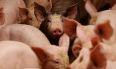 A pink piglet looks at the camera, surrounded by other pigs.