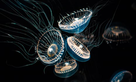 group of bioluminescent crystal jellyfish (Aequorea victoria), glowing blue, orange and white against a black background