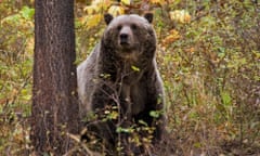 A grizzly bear in the woods.