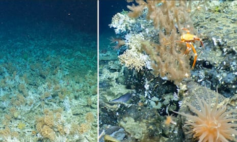 'Full of life': scientists discover pristine deep-sea Galapagos coral reefs – video