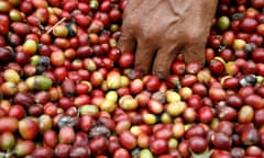 A farmer picks coffee fruits during a harvest in Karo district in Indonesia's North Sumatra province