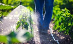 Farmer spraying vegetable green plants in the garden with pesticides