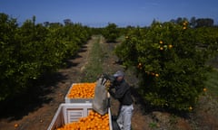 A fruit picker harvests oranges on a farm near Leeton, New South Wales, Australia