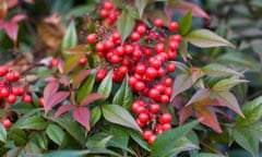 Perfect plant: Nandina domestica is beautifully colourful all year round.