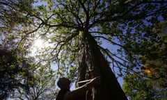 A person with a tape measure measures a tree trunk with sunlight streaming down